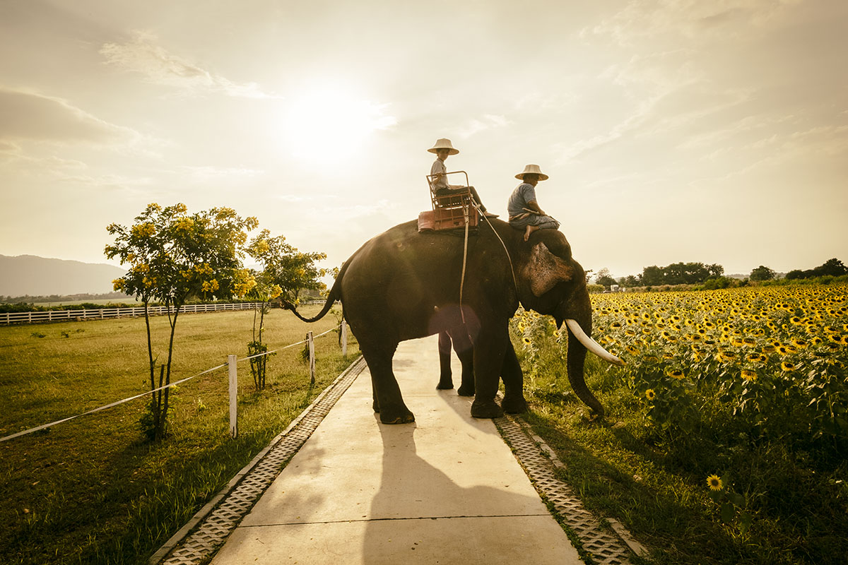 lifestyle photography Thailand outdoor with elephant