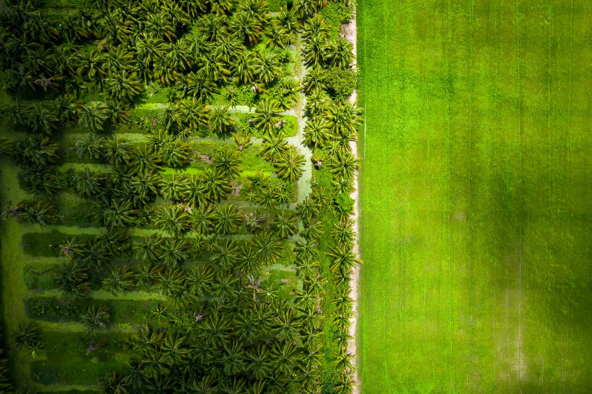 aerial photography coconut plantation thailand