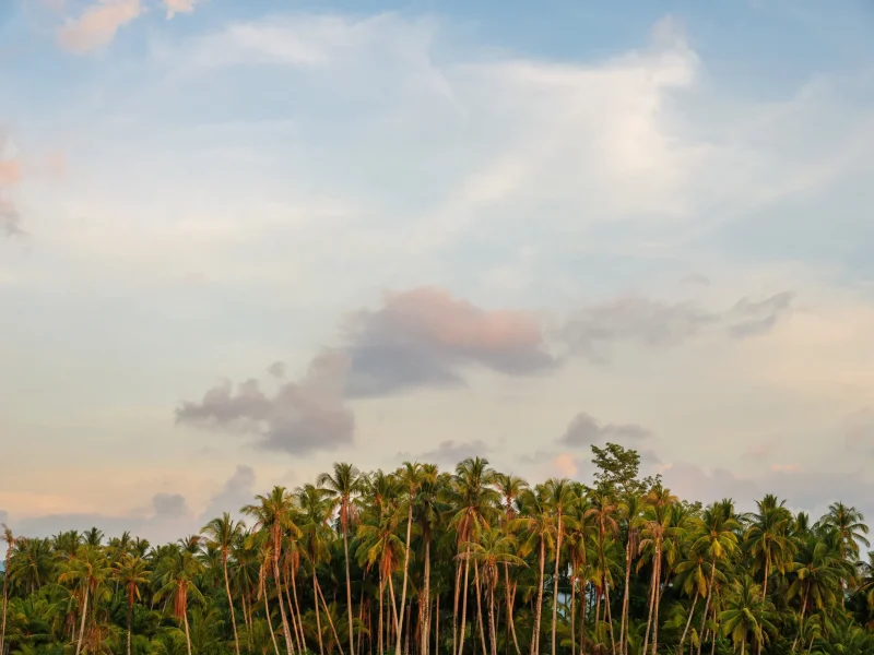 Palm trees at JW Garden, JW Marriott Khao Lak