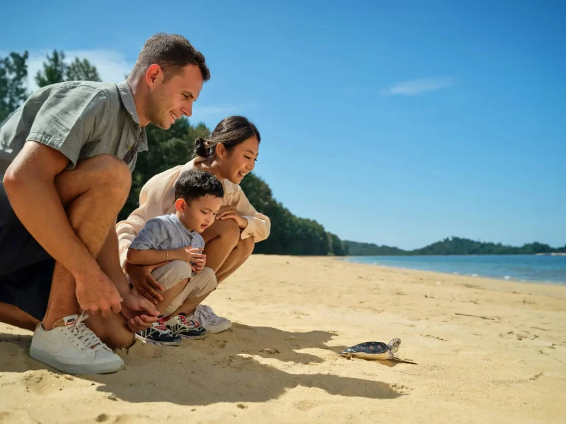 Sea turtles center, JW Marriott Khao Lak
