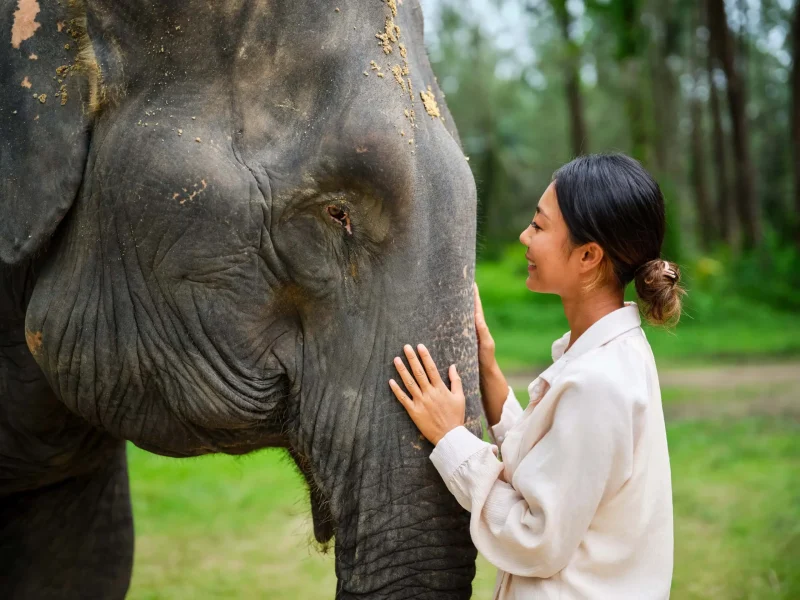 Visiting the elephant camp, JW Marriott Khao Lak